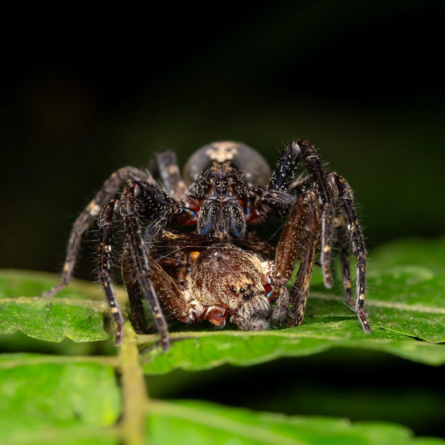 Guyana 2026 Wildlife