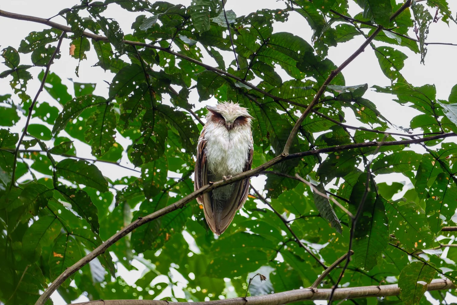 Crested Owl //
Nikon Z8 & 600PF //
600mm ƒ/6.3 1/100