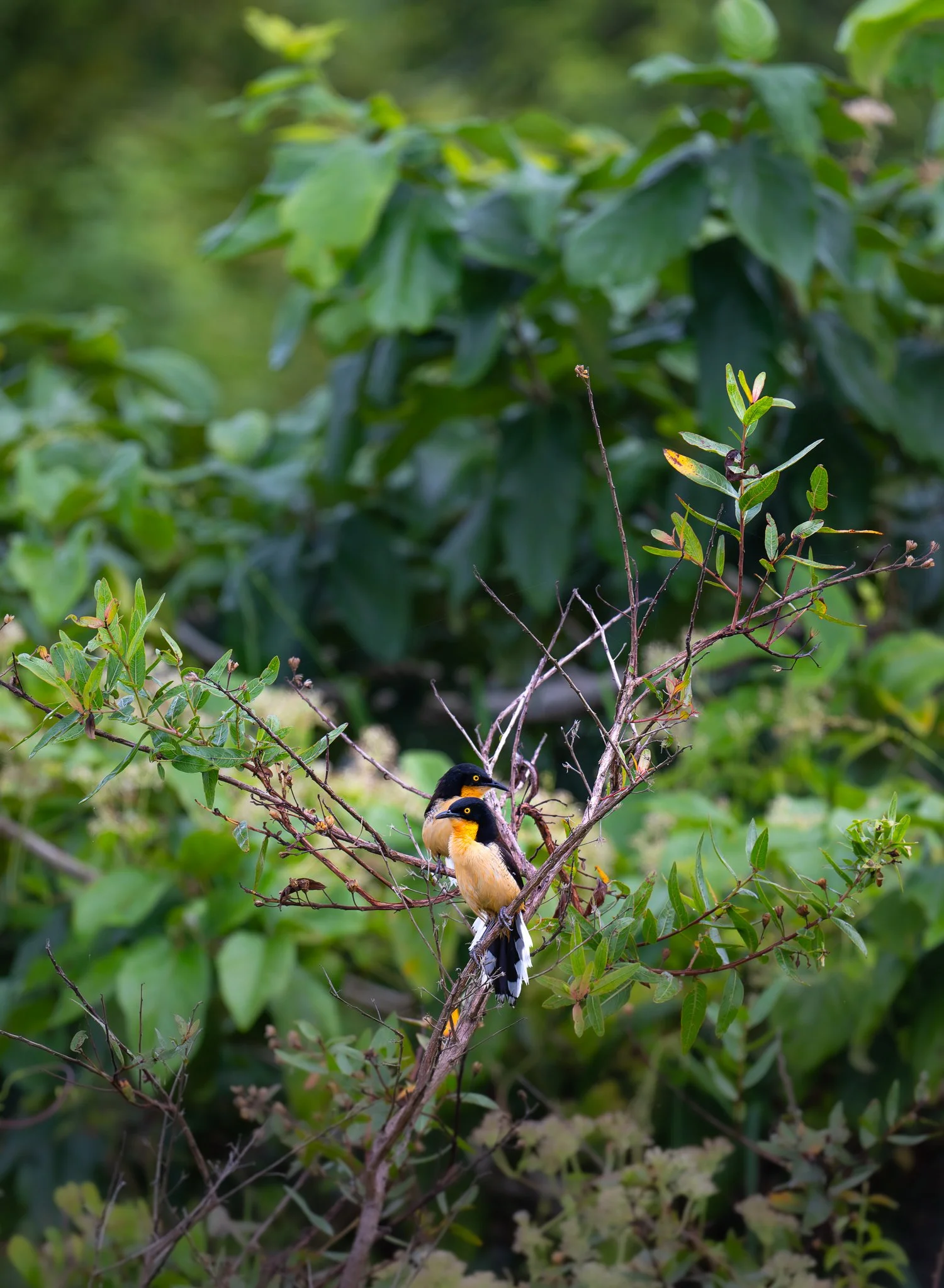 Black-Capped Donacobiuses //
Nikon Z8 & 600PF //
600mm ƒ/6.3 1/800