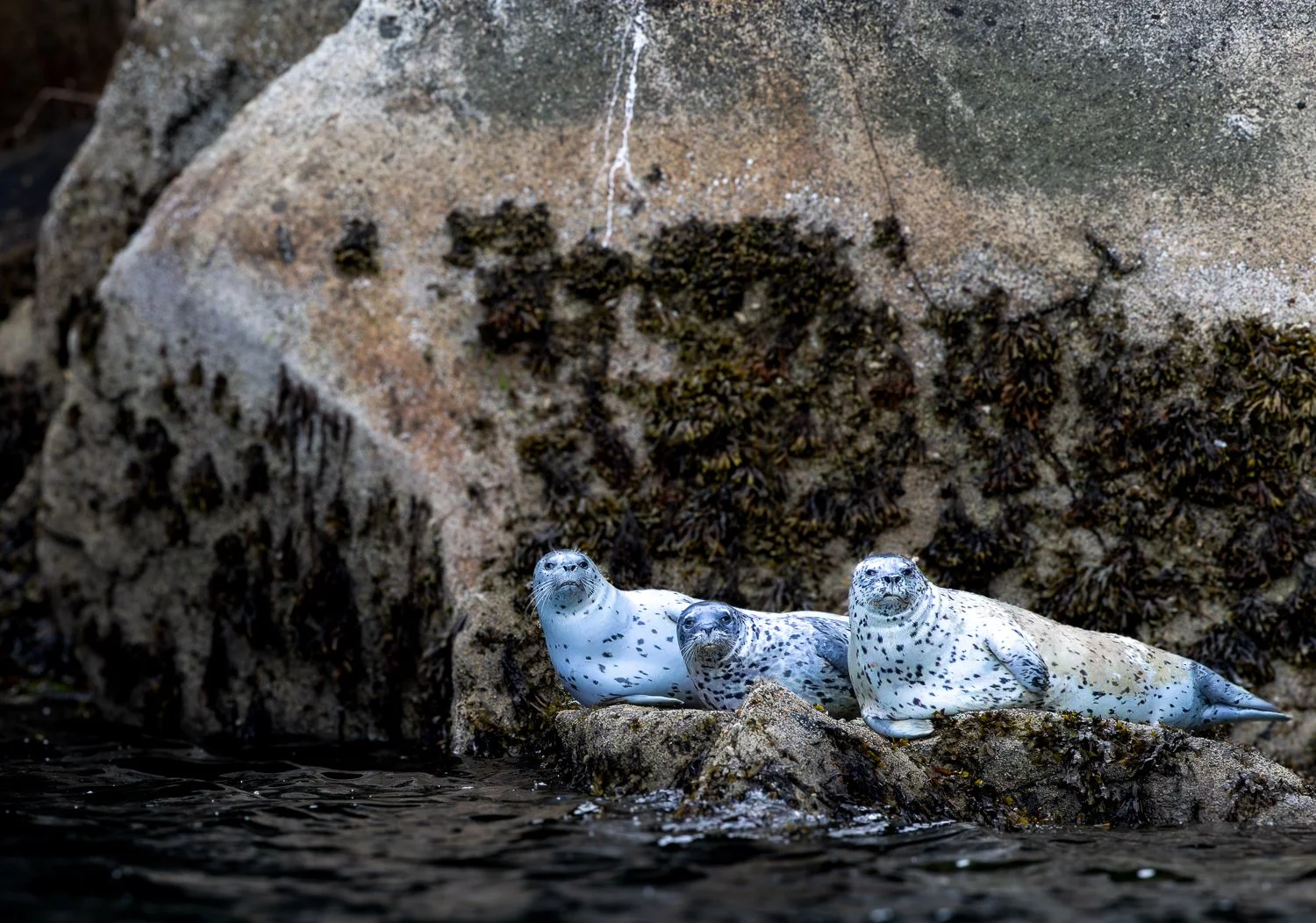 Harbor Seals //
Alaska //
Canon R7 & RF 100-400 //
400mm ƒ/8 1/2000