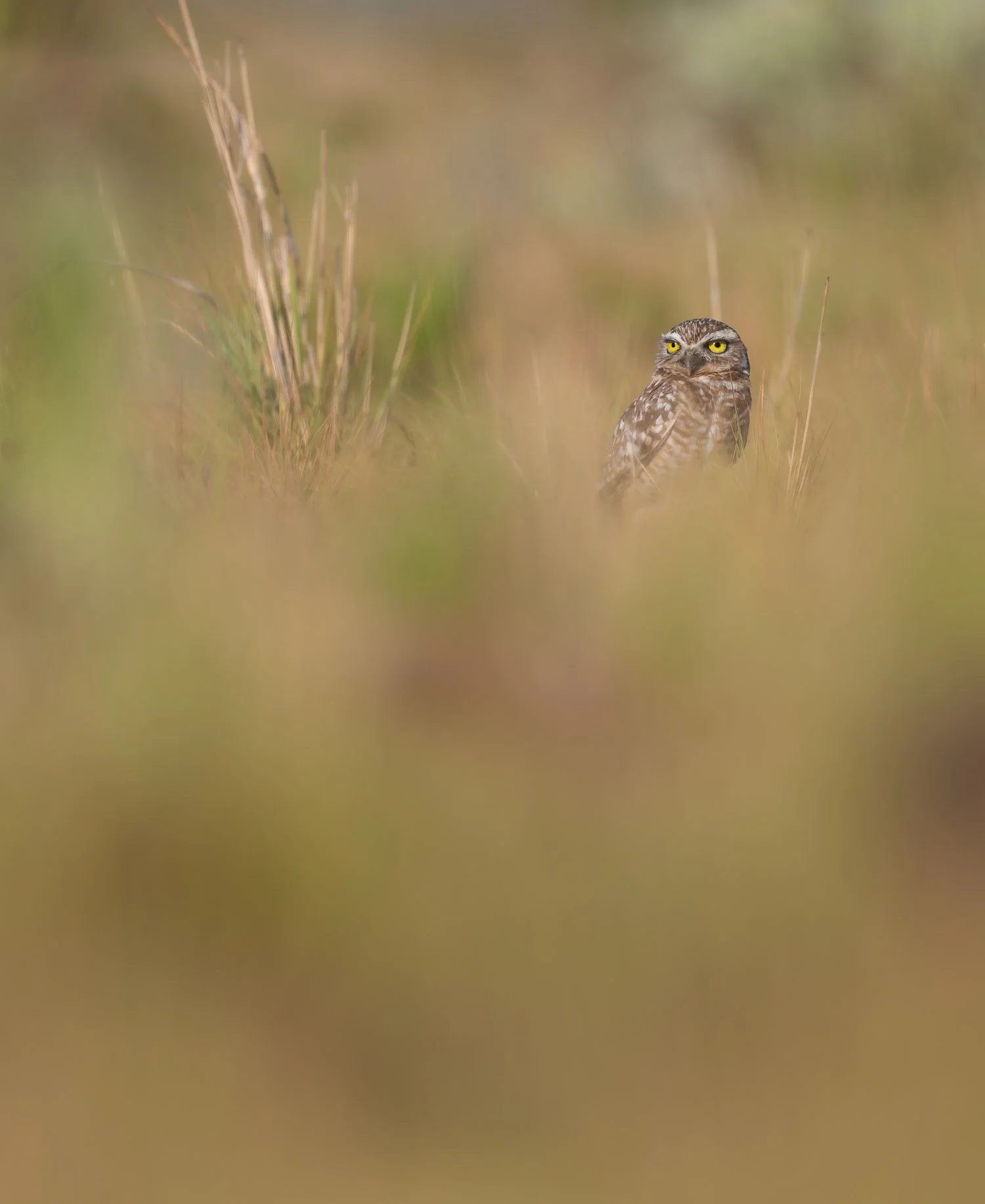 Burrowing Owl //
Nikon Z8 & 600PF //
600mm ƒ/6.3 1/2000