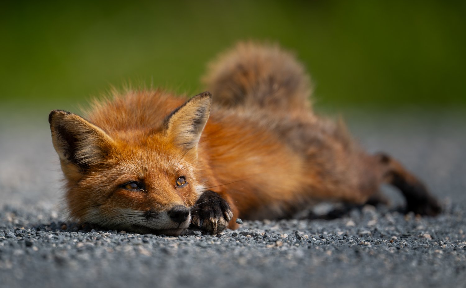Red Fox //
Nikon Z8 & 600PF //
600mm ƒ/6.3 1/1000