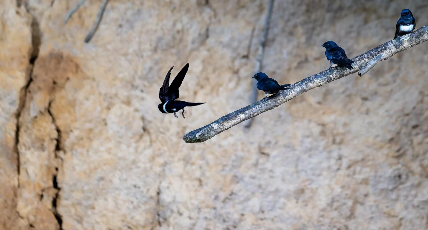 White-Banded Swallows //
Nikon Z8 & 600PF //
600mm ƒ/6.3 1/2500