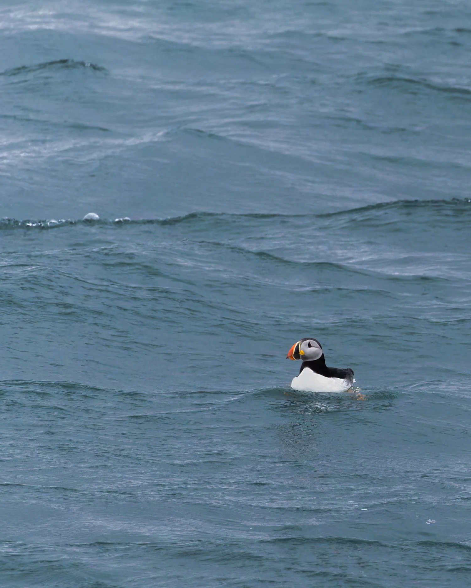 Atlantic Puffin //
Svalbard //
Canon R7 & RF 100-400 //
400mm ƒ/8 1/1600