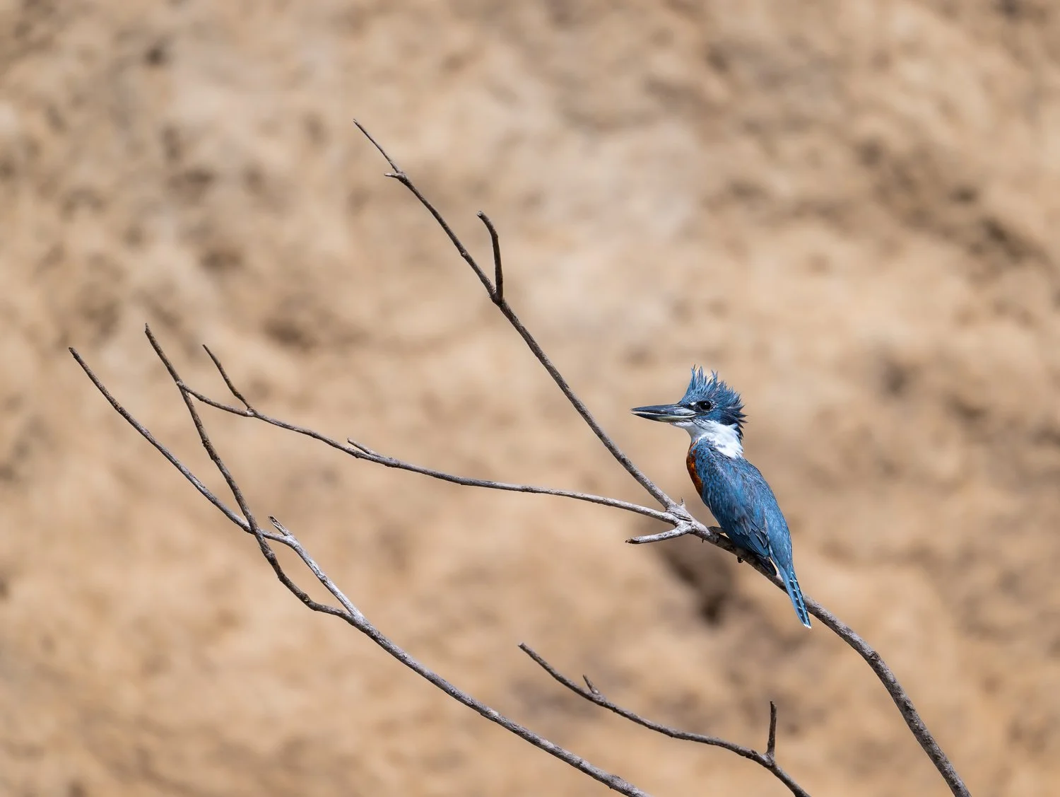 Ringed Kingfisher //
Nikon Z8 & 600PF //
600mm ƒ/6.3 1/3200