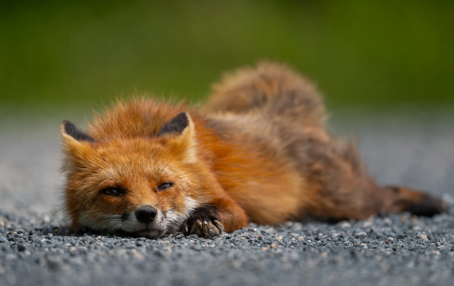 Red Fox //
Nikon Z8 & 600PF //
600mm ƒ/6.3 1/1000