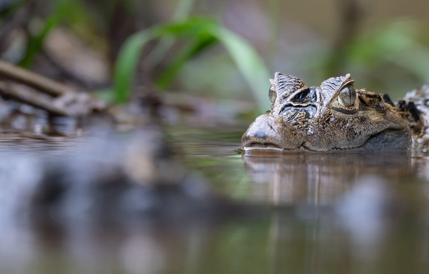 Spectacled Caiman //
Nikon Z8 & 600PF //
600mm ƒ/6.3 1/1000