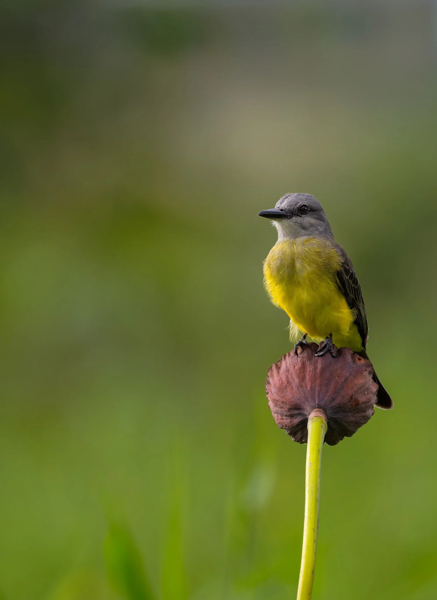 Tropical Kingbird //
Nikon Z8 & 600PF //
600mm ƒ/6.3 1/1600
