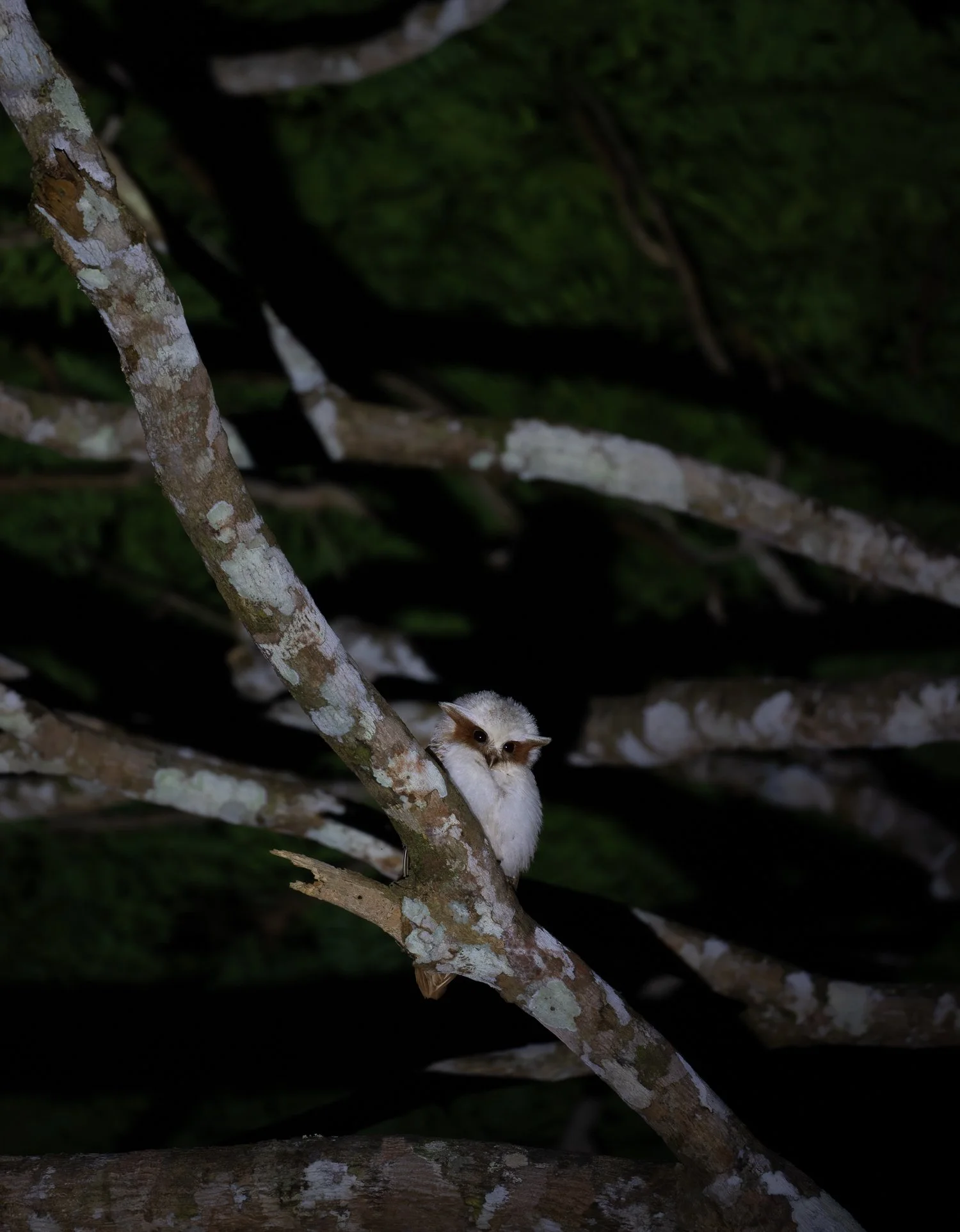 Crested Owl //
Nikon Z8 & 600PF //
600mm ƒ/6.3 1/40