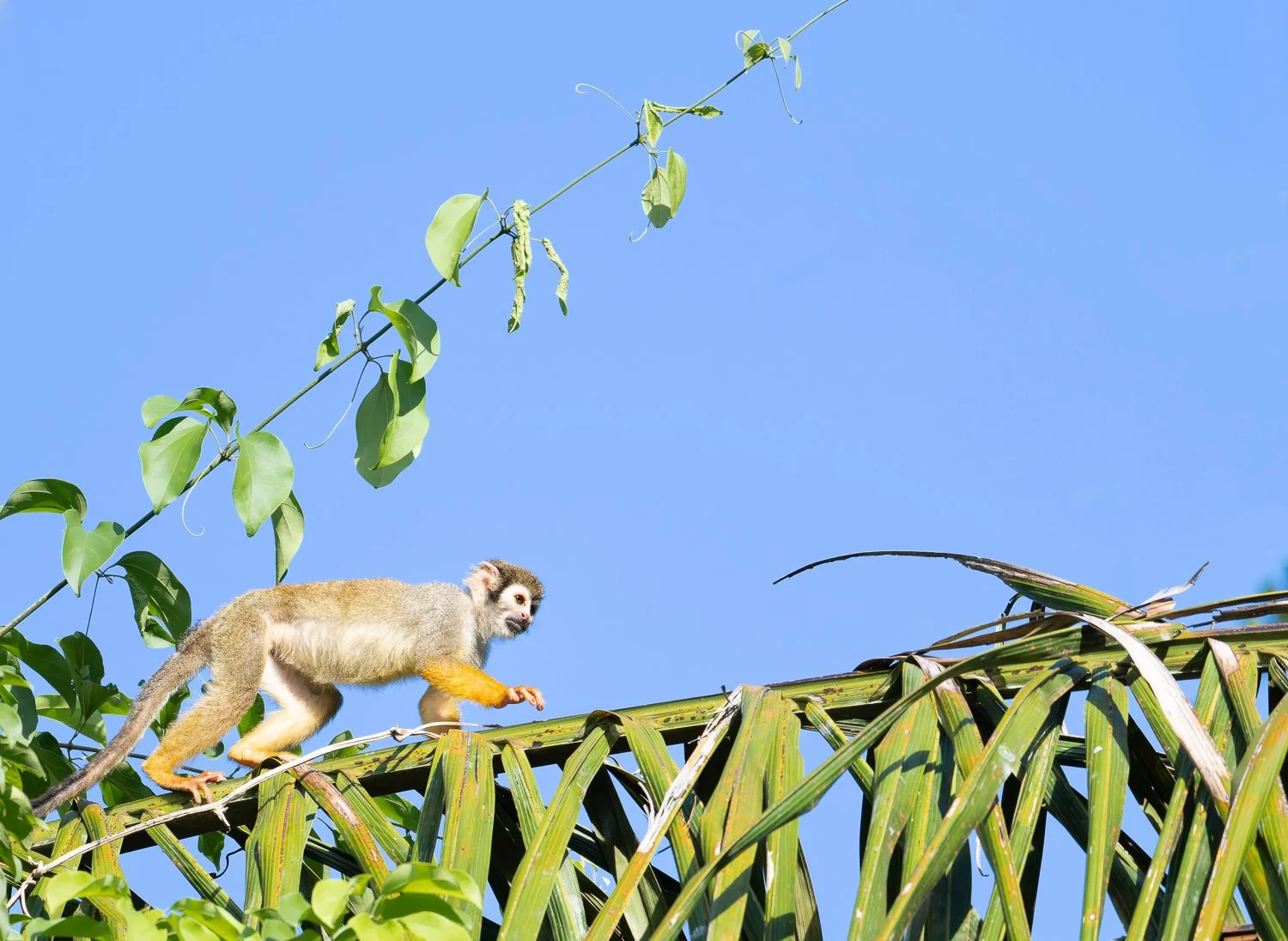 Guianan Squirrel Monkey //
Nikon Z8 & 600PF //
600mm ƒ/6.3 1/800