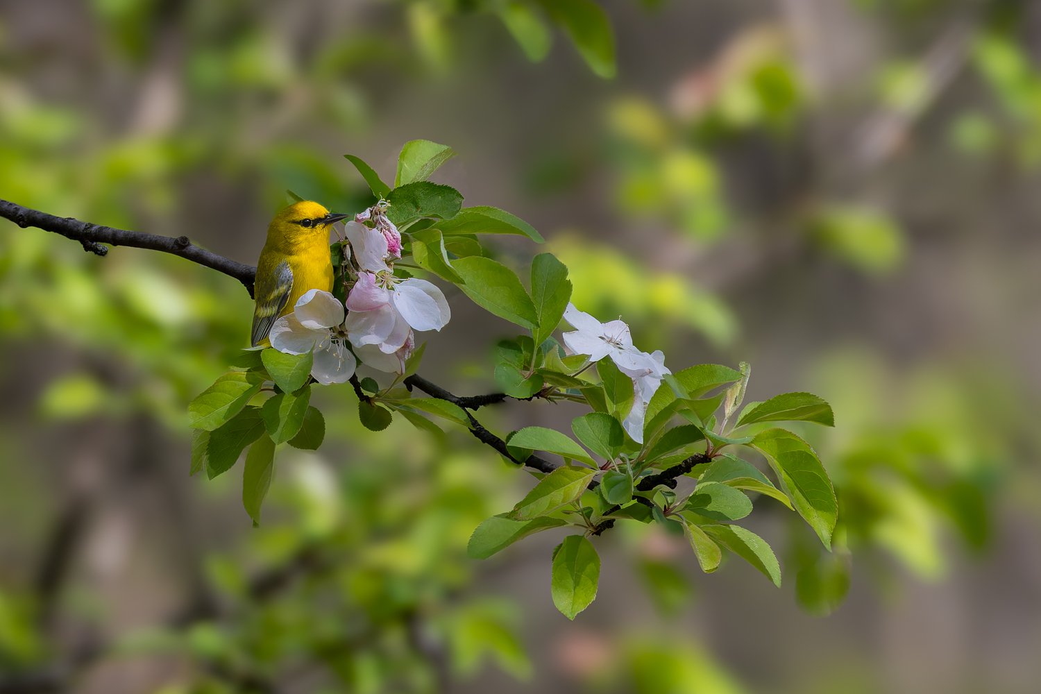 Blue-Winged Warbler //
New York //
Canon R7 & RF 100-400 //
400mm ƒ/8 1/1000