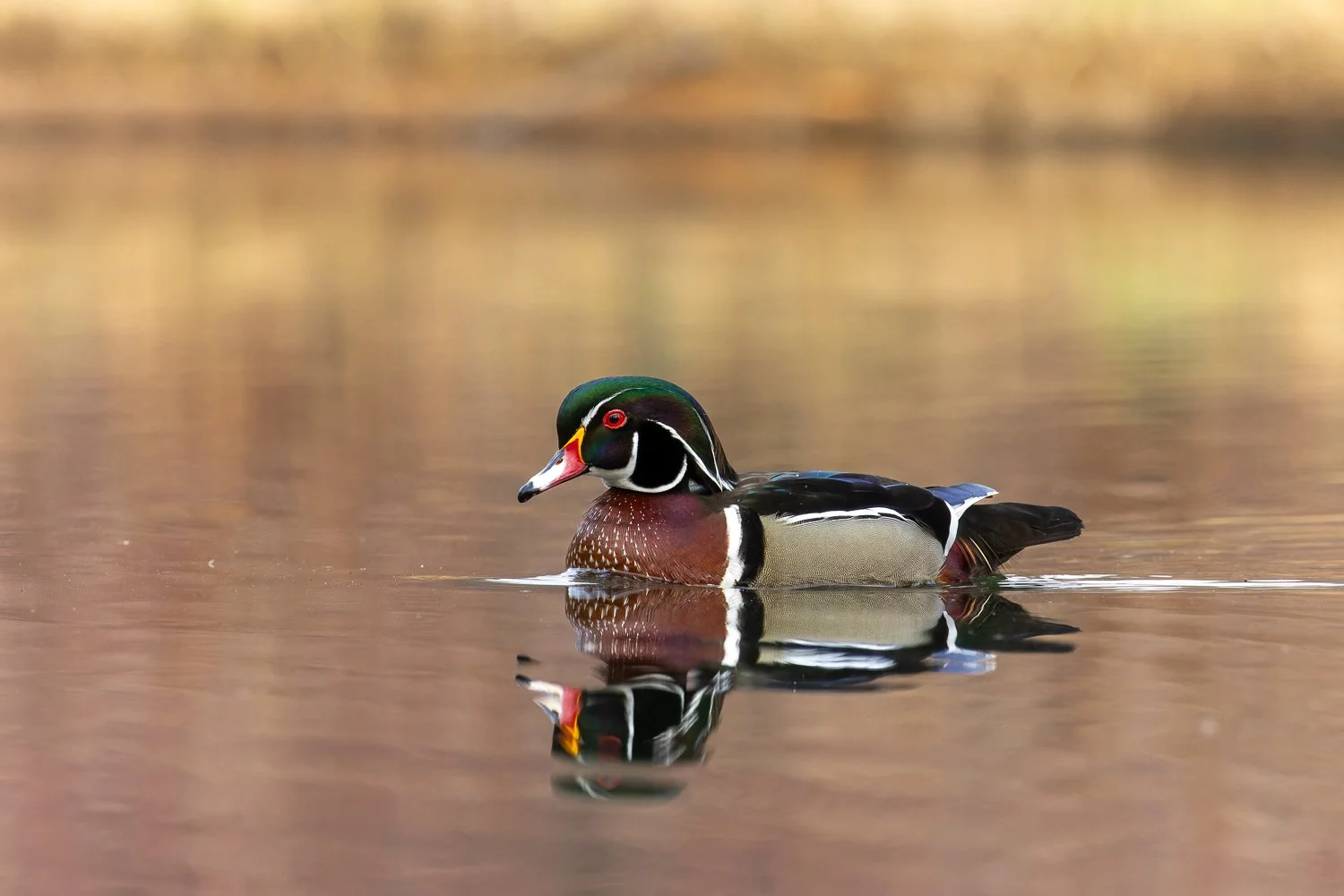 Wood Duck //
New York //
Canon R7 & RF 100-400 //
325mm ƒ/8 1/2500