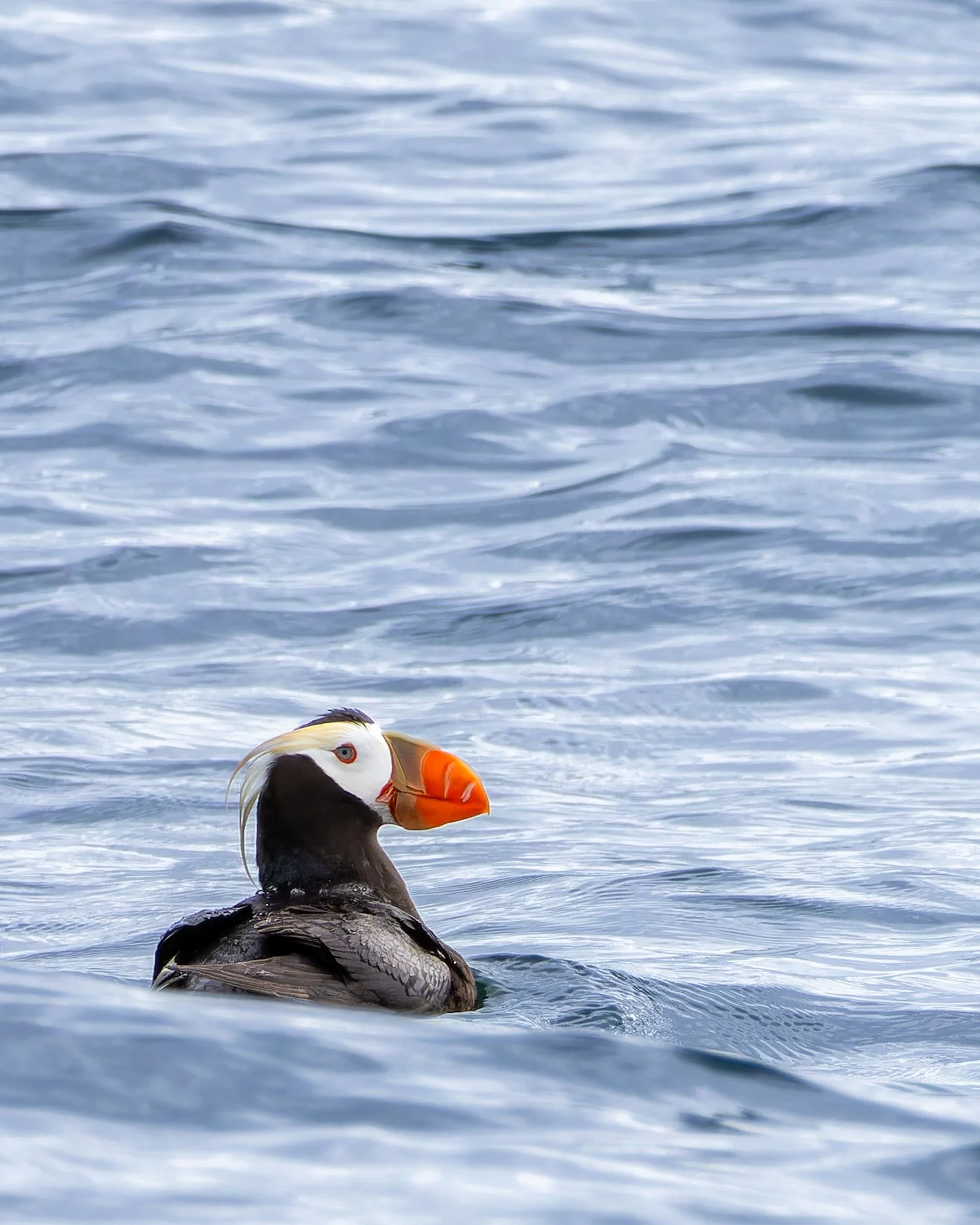 Tufted Puffin //
Alaska //
Canon R7 & RF 100-400 //
400mm ƒ/8 1/2000