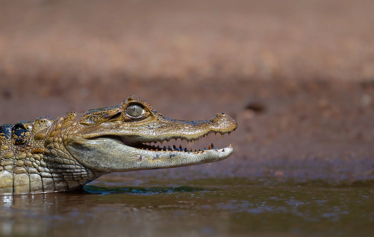 Spectacled Caiman //
Nikon Z8 & 600PF //
600mm ƒ/6.3 1/2500