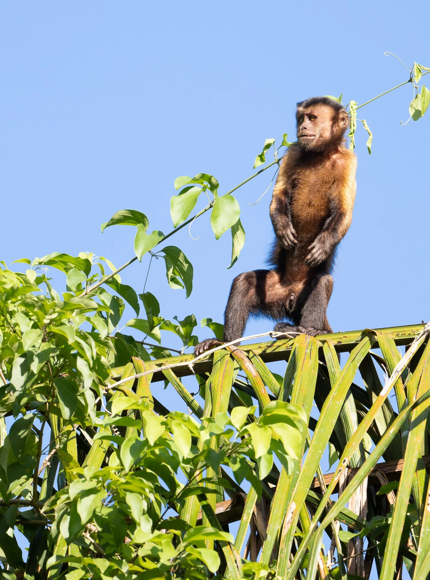Brown Capuchin //
Nikon Z8 & 600PF //
600mm ƒ/6.3 1/800
