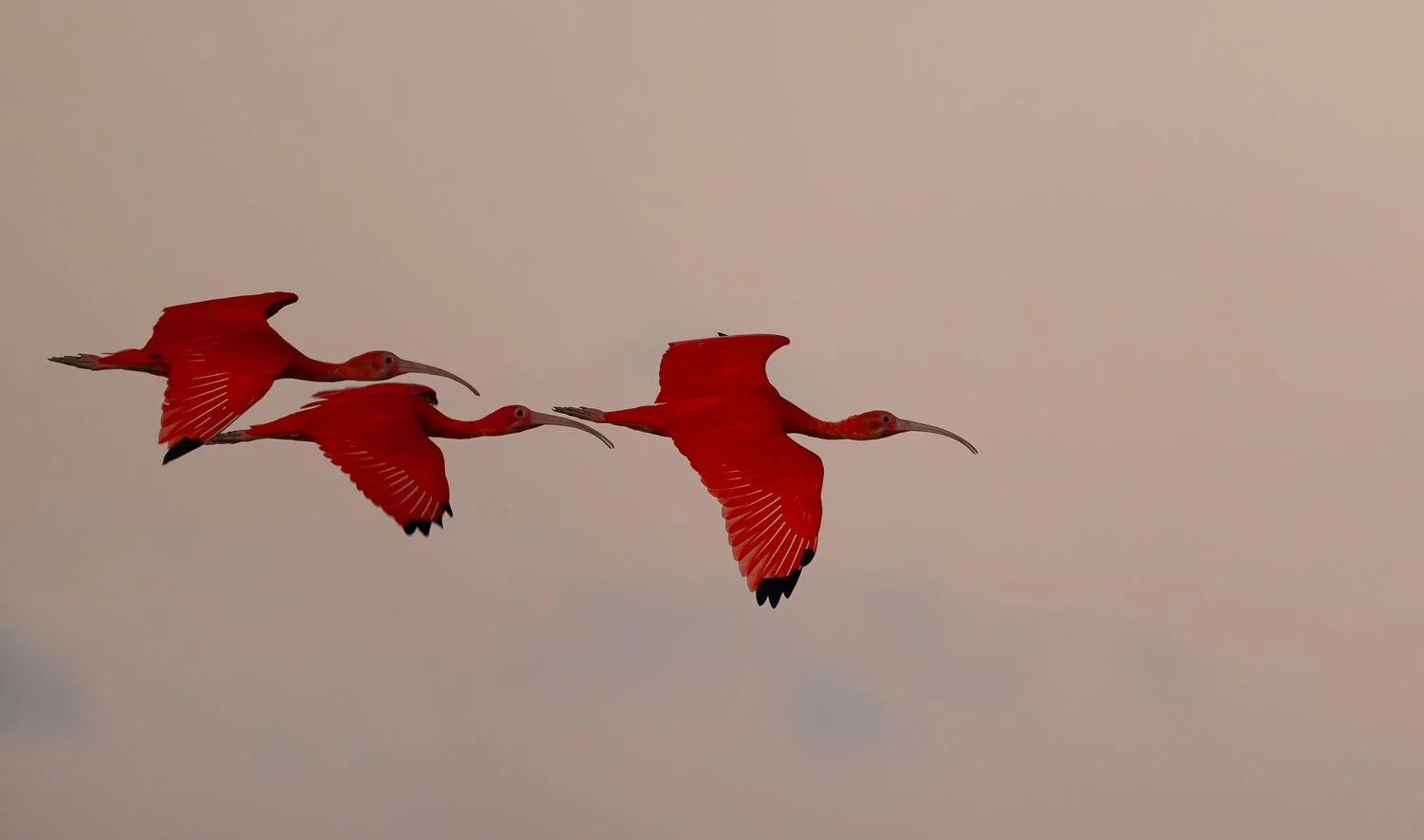 Scarlet Ibises //
Nikon Z8 & 600PF //
600mm ƒ/8 1/1250