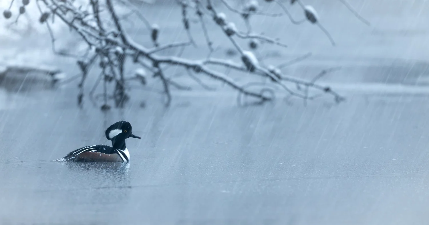 Hooded Merganser //
New York //
Nikon Z8 & 600PF //
600mm ƒ/6.3 1/15