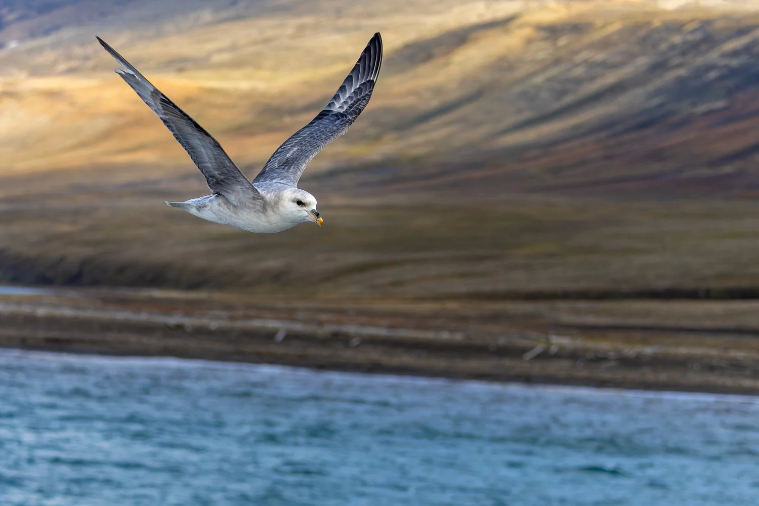 Northern Fulmar //
Svalbard //
Canon R7 & RF 100-400 //
100mm ƒ/5.6 1/2000
