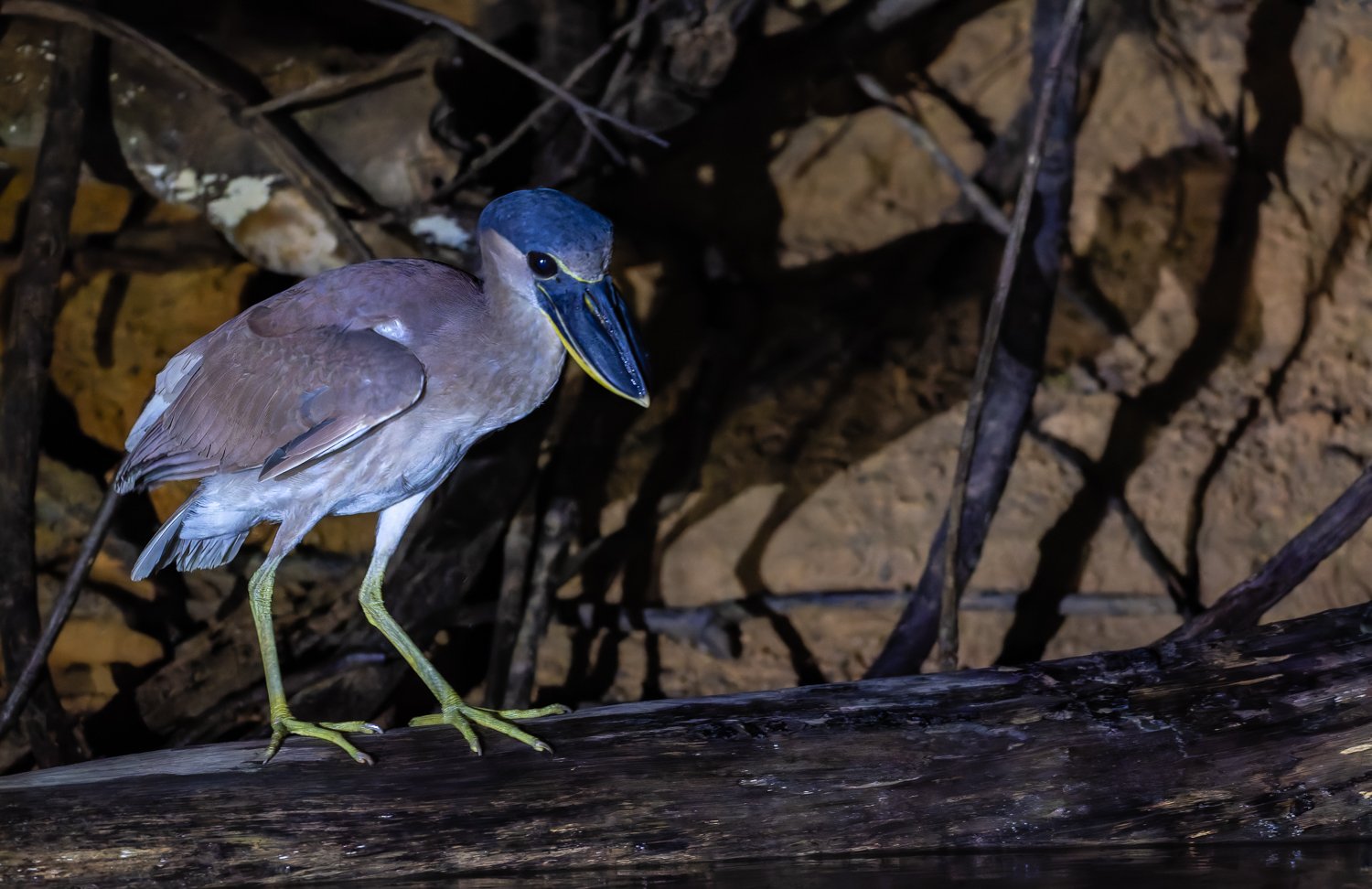 Boat-Billed Heron //
Nikon Z8 & 600PF //
600mm ƒ/6.3 1/160