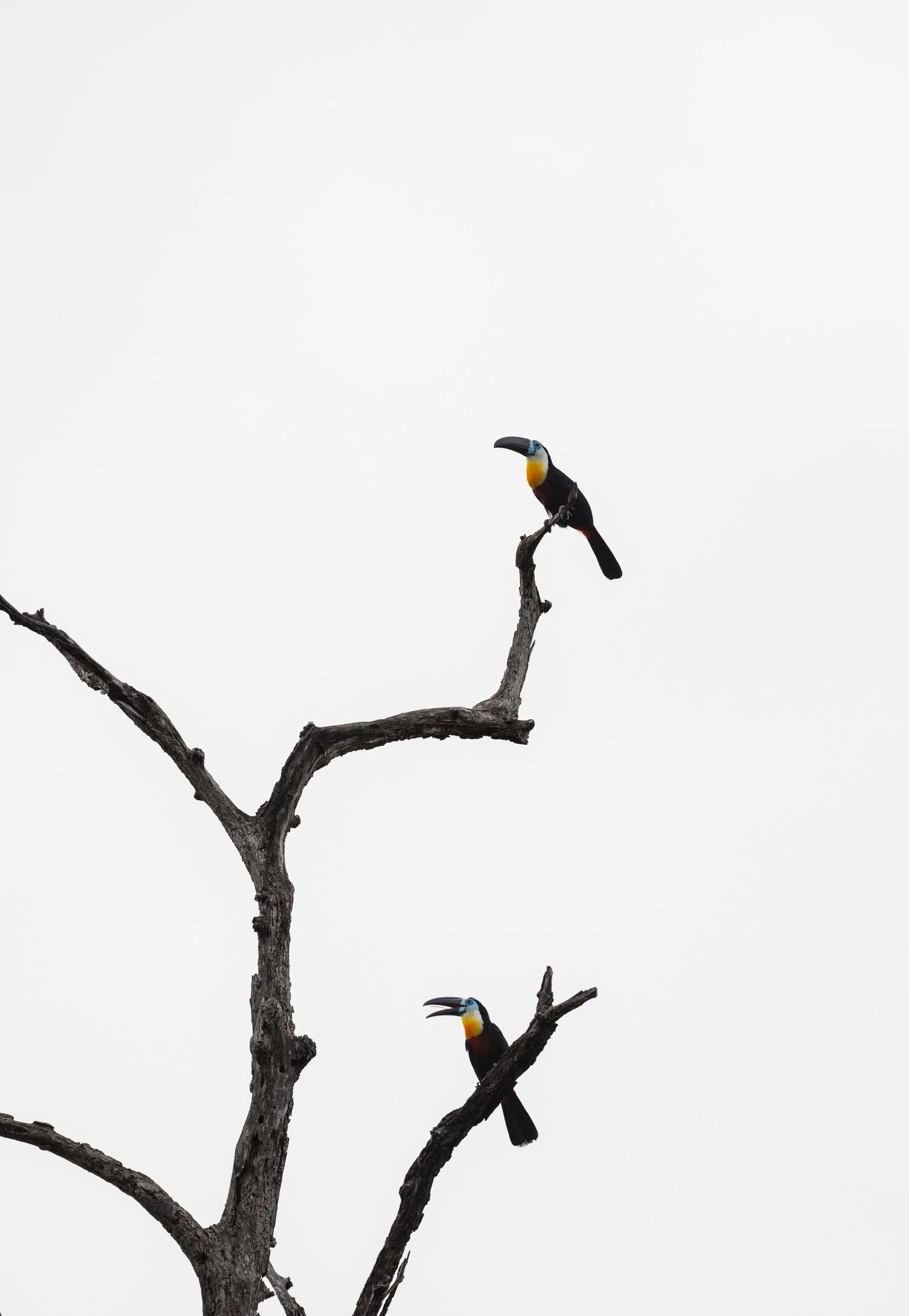 Channel-Billed Toucans //
Nikon Z8 & 600PF //
600mm ƒ/6.3 1/1600