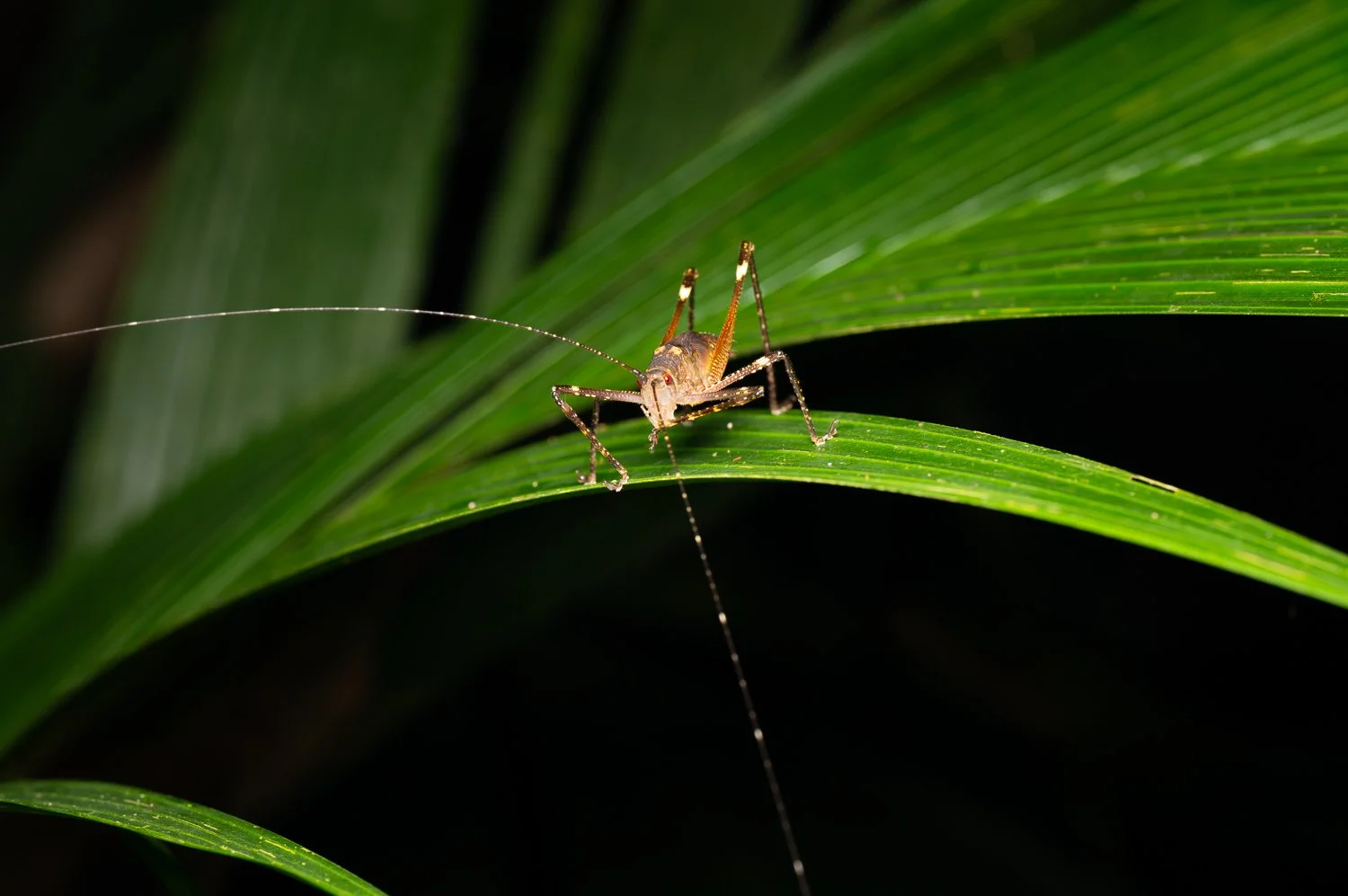 Katydid //
Nikon Z8 & 105MC //
105mm ƒ/13 1/100