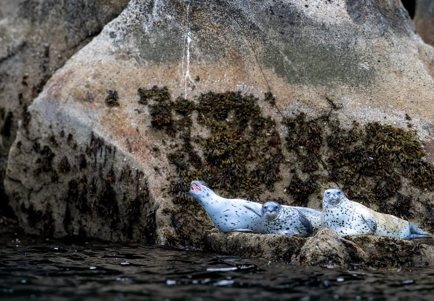 Harbor Seals //
Alaska //
Canon R7 & RF 100-400 //
400mm ƒ/8 1/2000