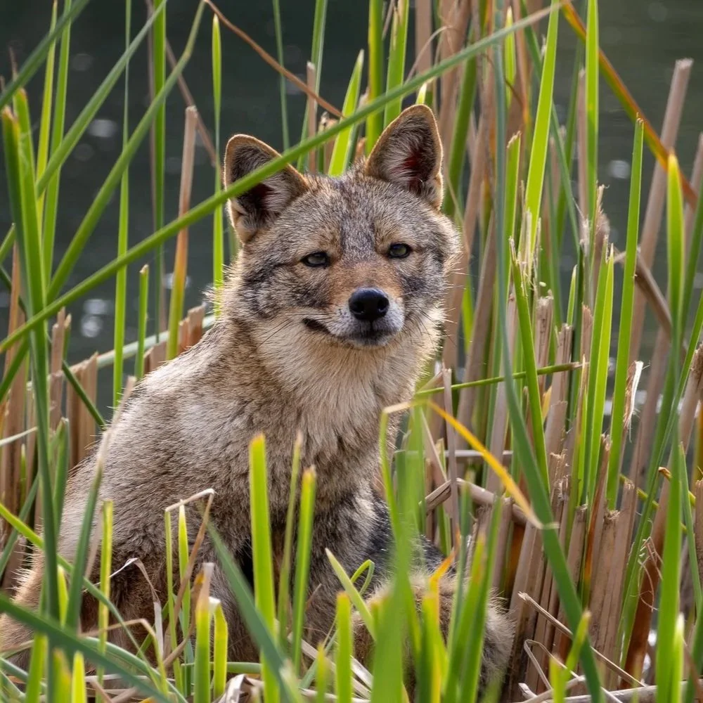 Europe & Israel 2025