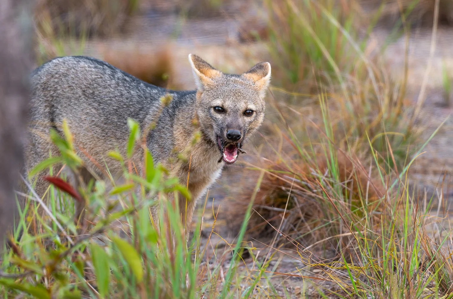 Crab-Eating Fox //
Nikon Z8 & 600PF //
600mm ƒ/6.3 1/640