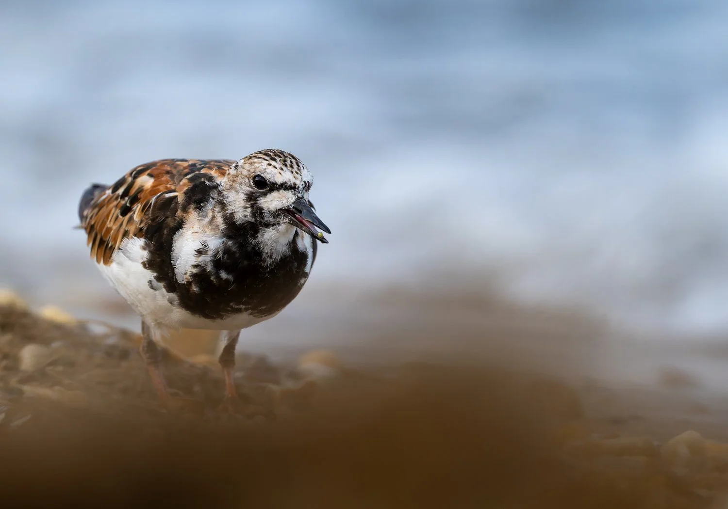 Ruddy Turnstone //
Nikon Z8 & 600PF //
600mm ƒ/6.3 1/2000