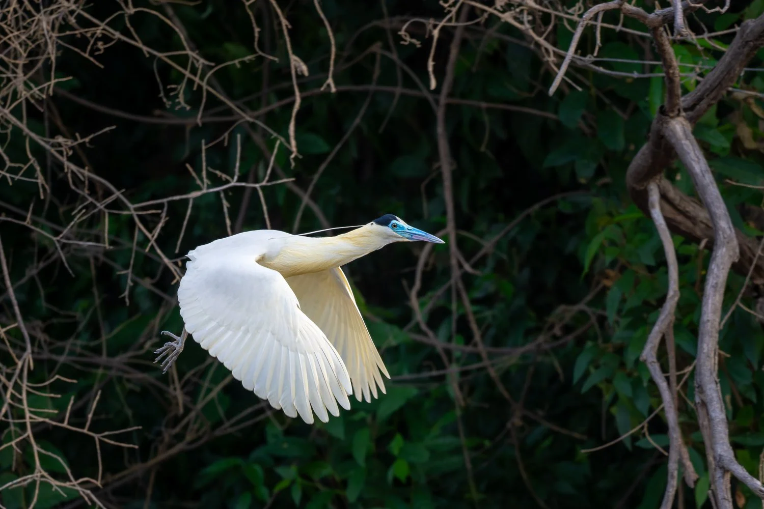 Capped Heron //
Nikon Z8 & 600PF //
600mm ƒ/6.3 1/1600
