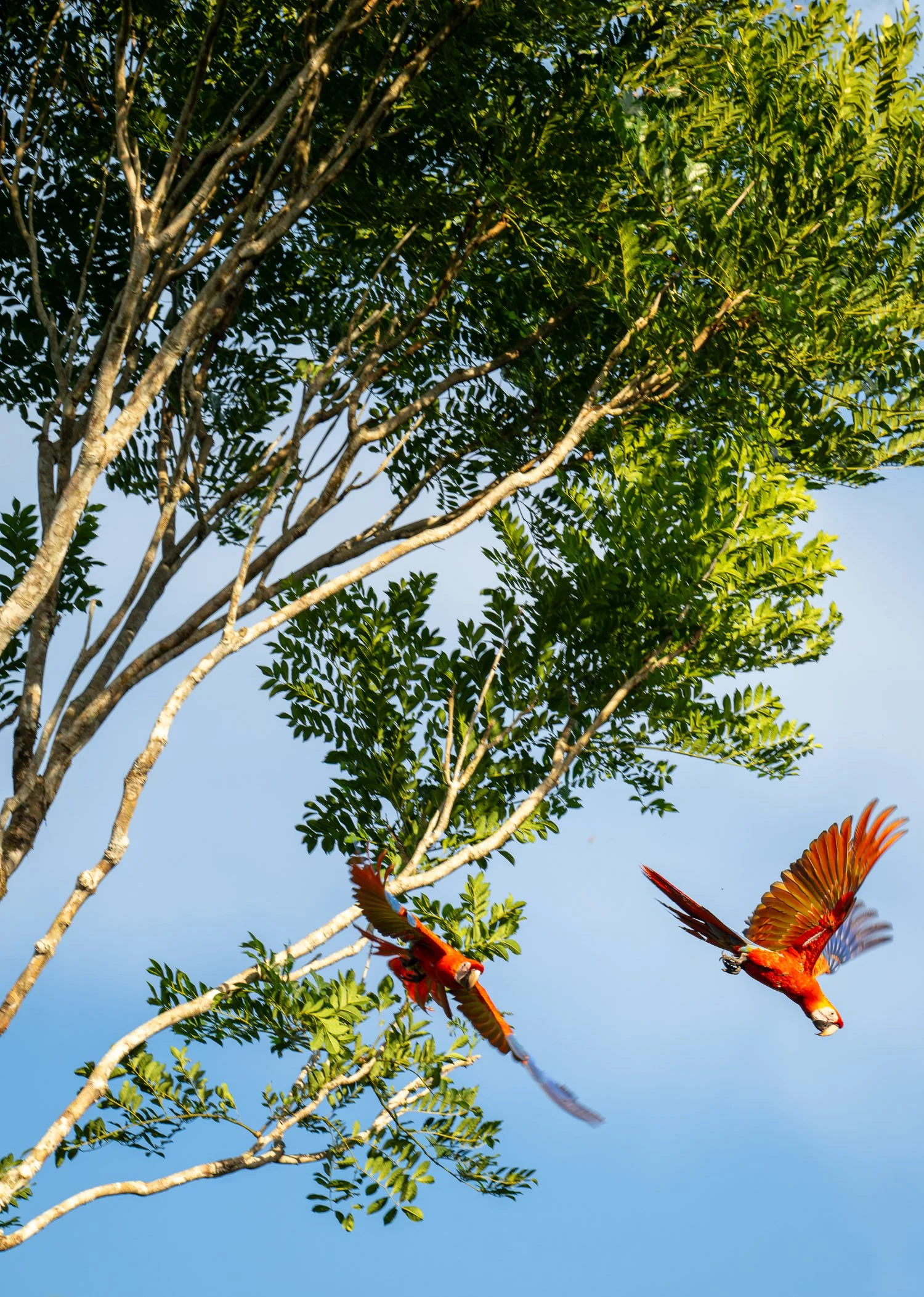 Scarlet Macaws //
Nikon Z8 & 600PF //
600mm ƒ/6.3 1/500