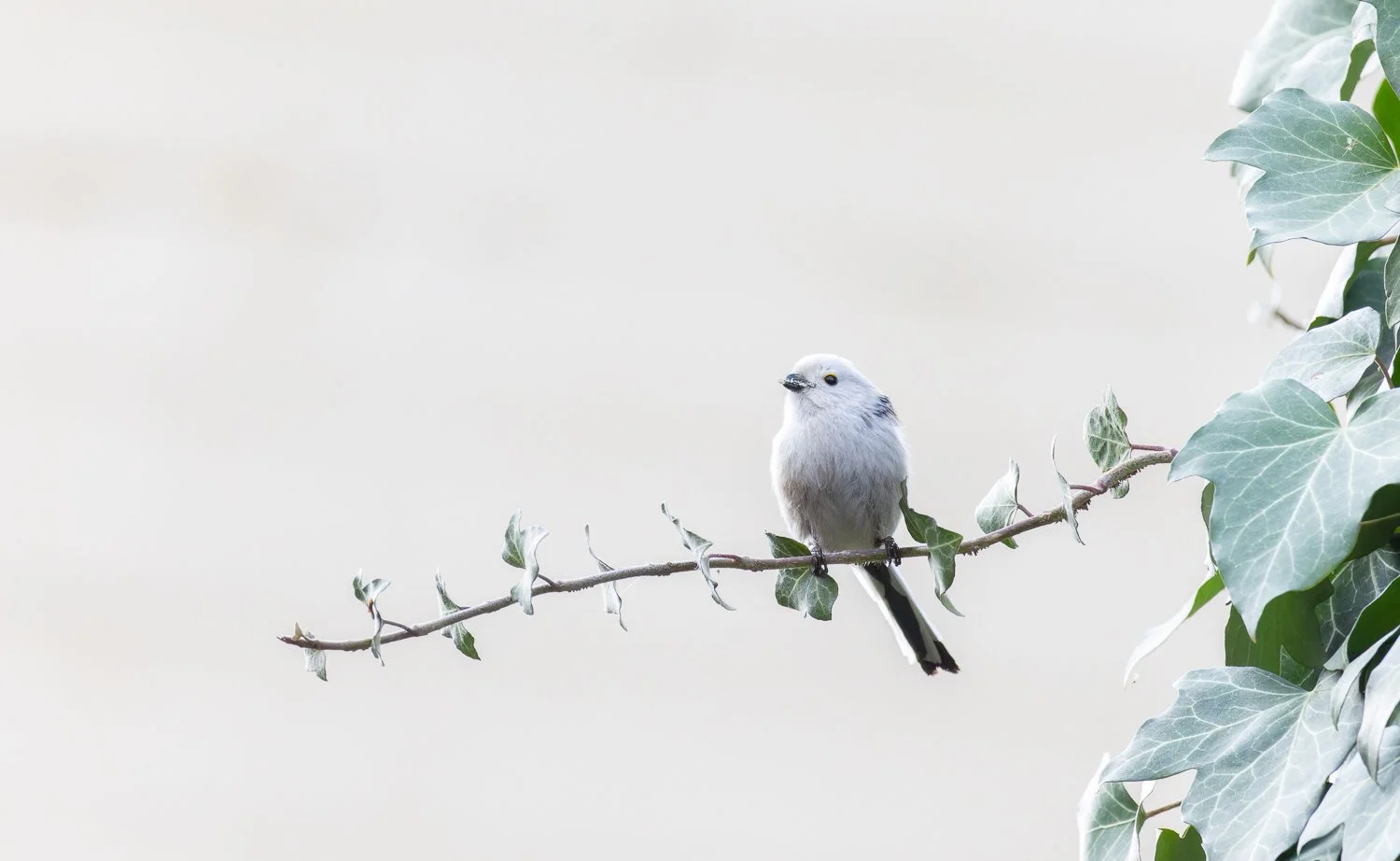 Long-Tailed Tit //
Czechia //
Canon R7 & RF 100-400 //
400mm ƒ/8 1/1250