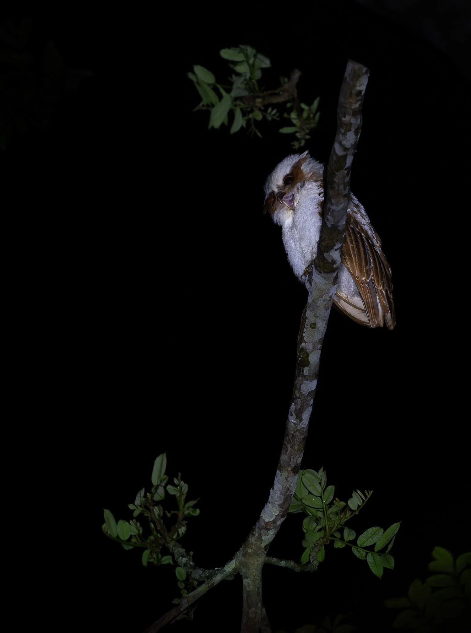 Crested Owl //
Nikon Z8 & 600PF //
600mm ƒ/6.3 1/25