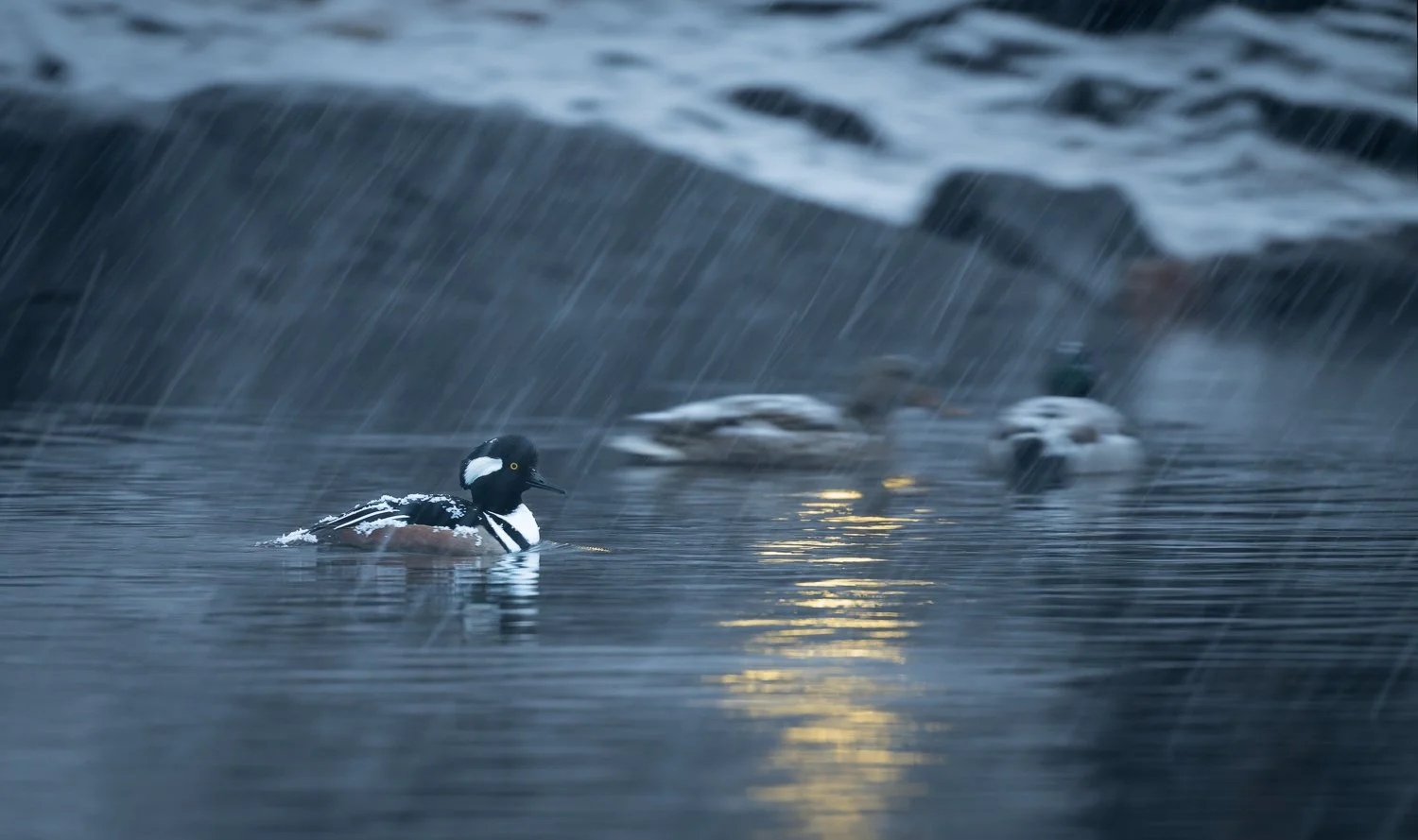 Hooded Merganser //
New York //
Nikon Z8 & 600PF //
600mm ƒ/6.3 1/15