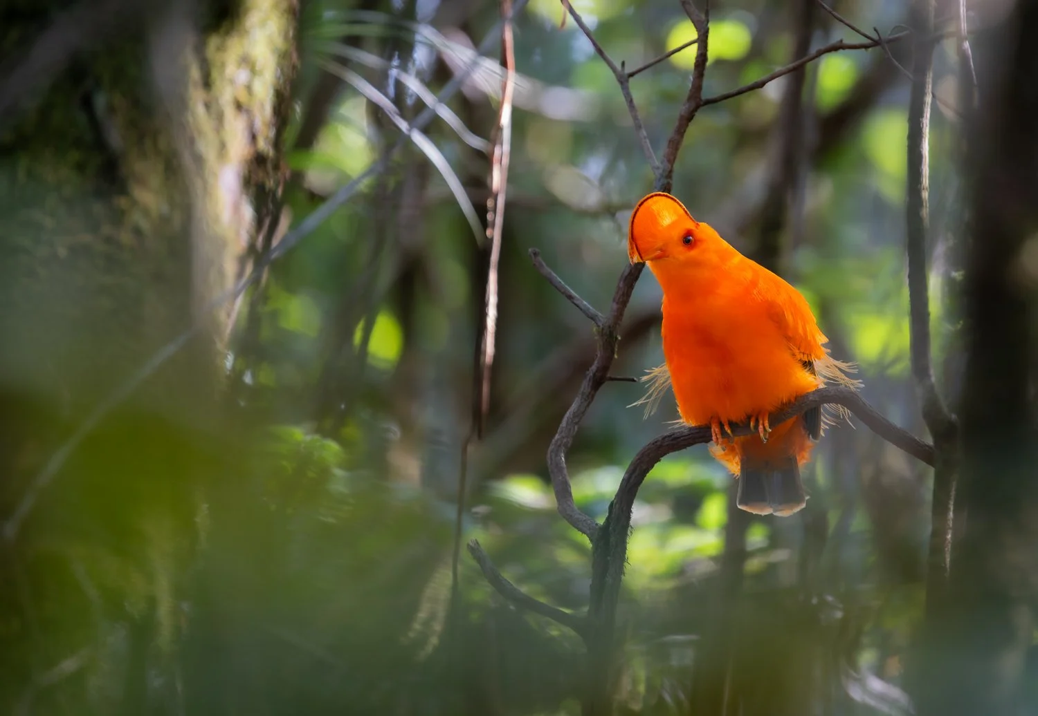 Guianan Cock-of-the-Rock //
Nikon Z8 & 100-400 //
400mm ƒ/5.6 1/50