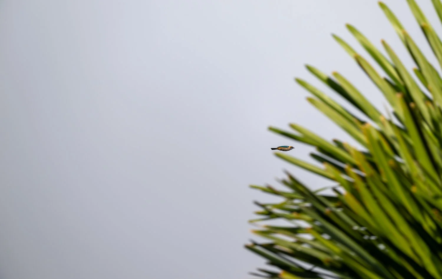 Burnished-Buff Tanager //
Nikon Z8 & 600PF //
600mm ƒ/6.3 1/800