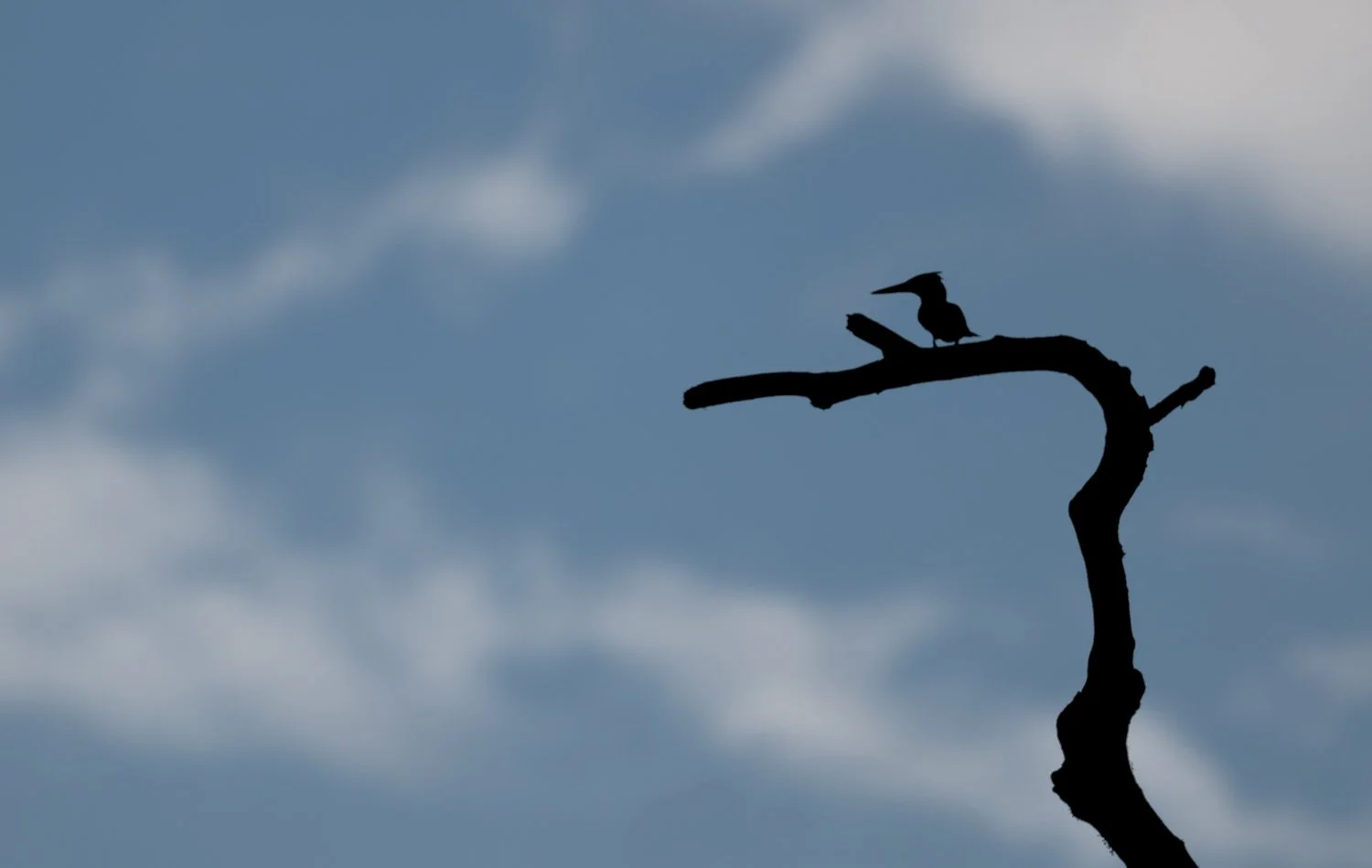 Amazon Kingfisher //
Nikon Z8 & 600PF //
600mm ƒ/6.3 1/2000