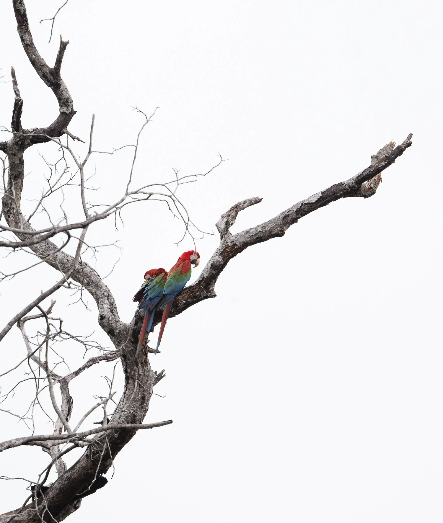 Red-and-Green Macaws //
Nikon Z8 & 600PF //
600mm ƒ/6.3 1/500