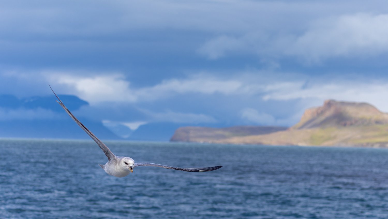 Northern Fulmar //
Svalbard //
Canon R7 & RF 100-400 //
100mm ƒ/5.6 1/2000