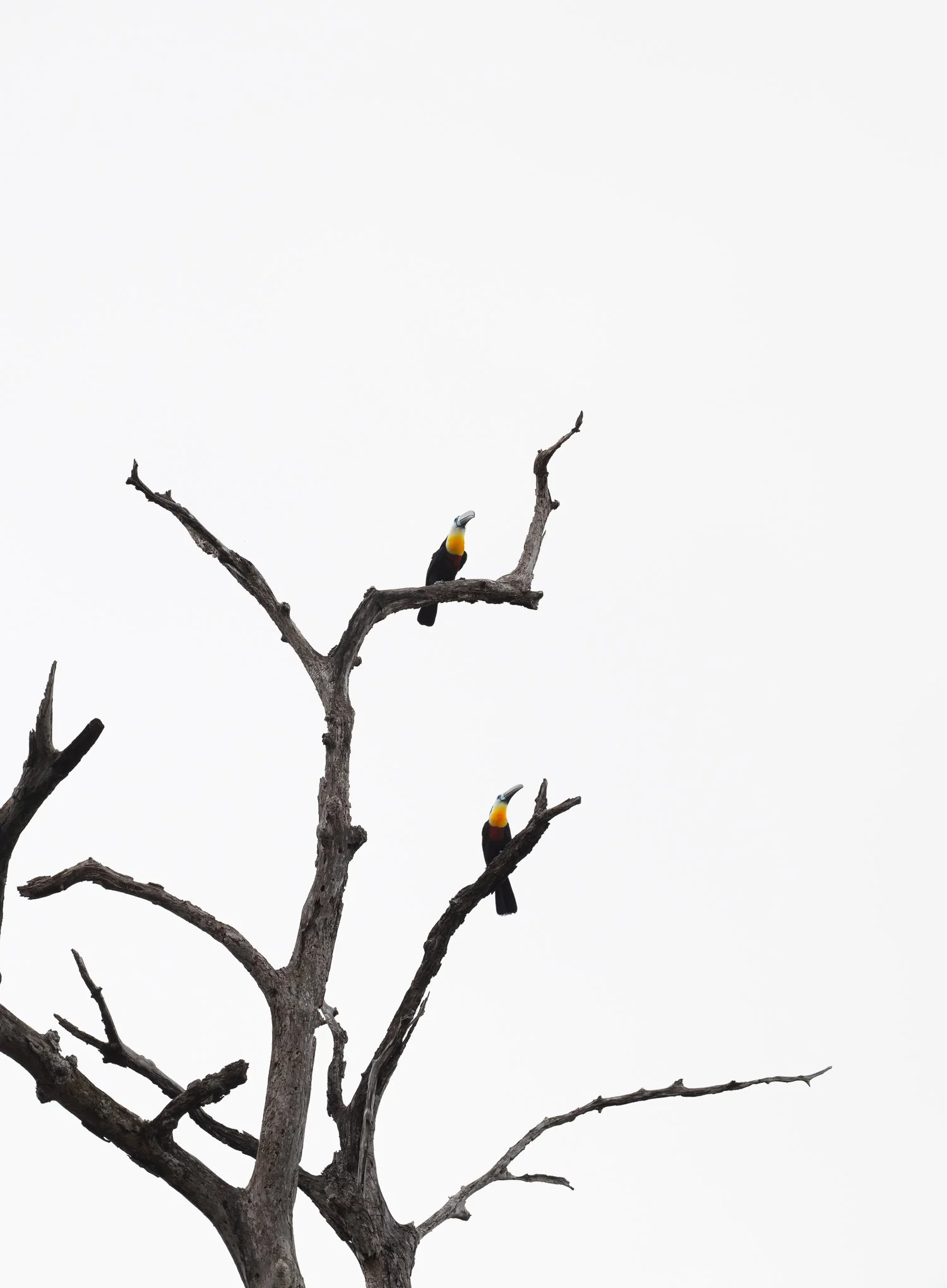 Channel-Billed Toucans //
Nikon Z8 & 600PF //
600mm ƒ/6.3 1/1600