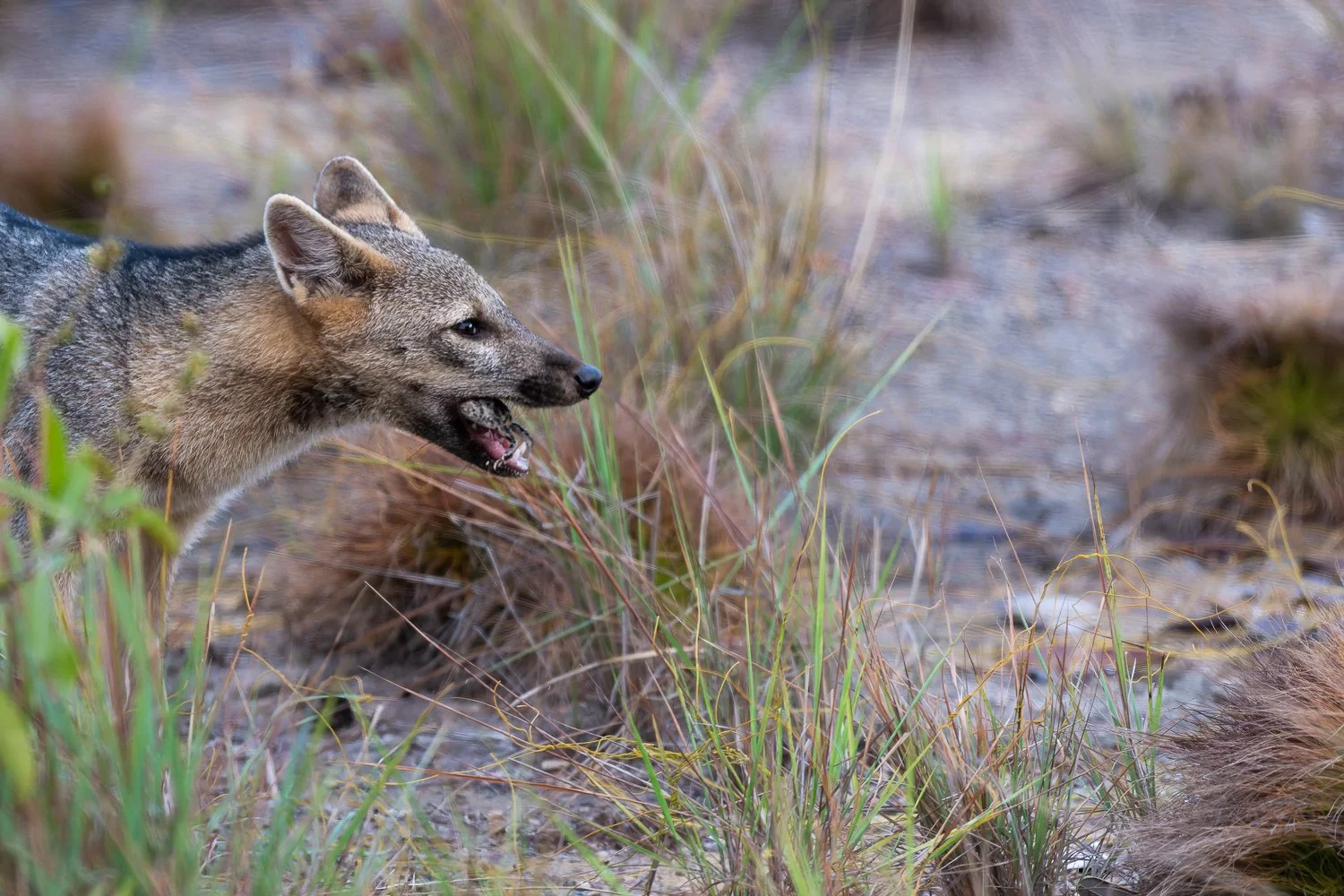 Crab-Eating Fox //
Nikon Z8 & 600PF //
600mm ƒ/6.3 1/640