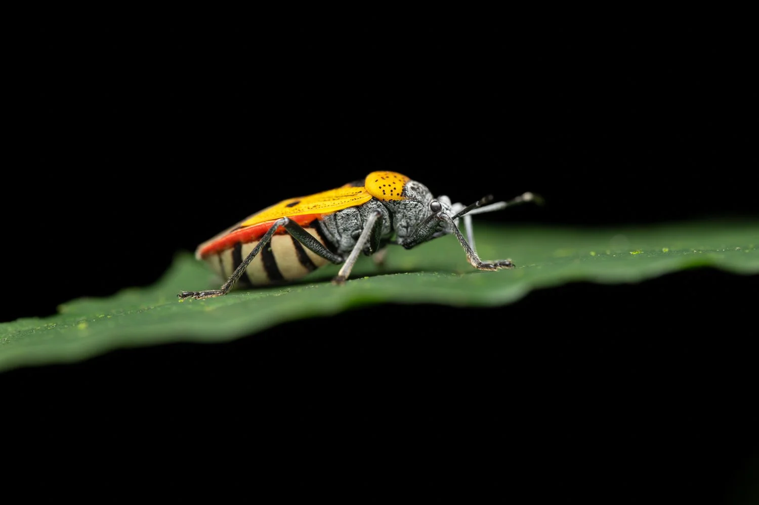 Largus Anticus //
Nikon Z8 & 105MC //
105mm ƒ/13 1/100