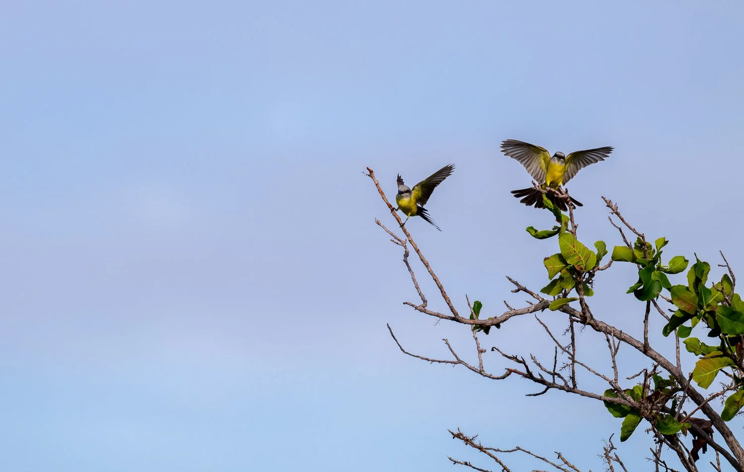 White-Throated Kingbird //
Nikon Z8 & 600PF //
600mm ƒ/6.3 1/2000