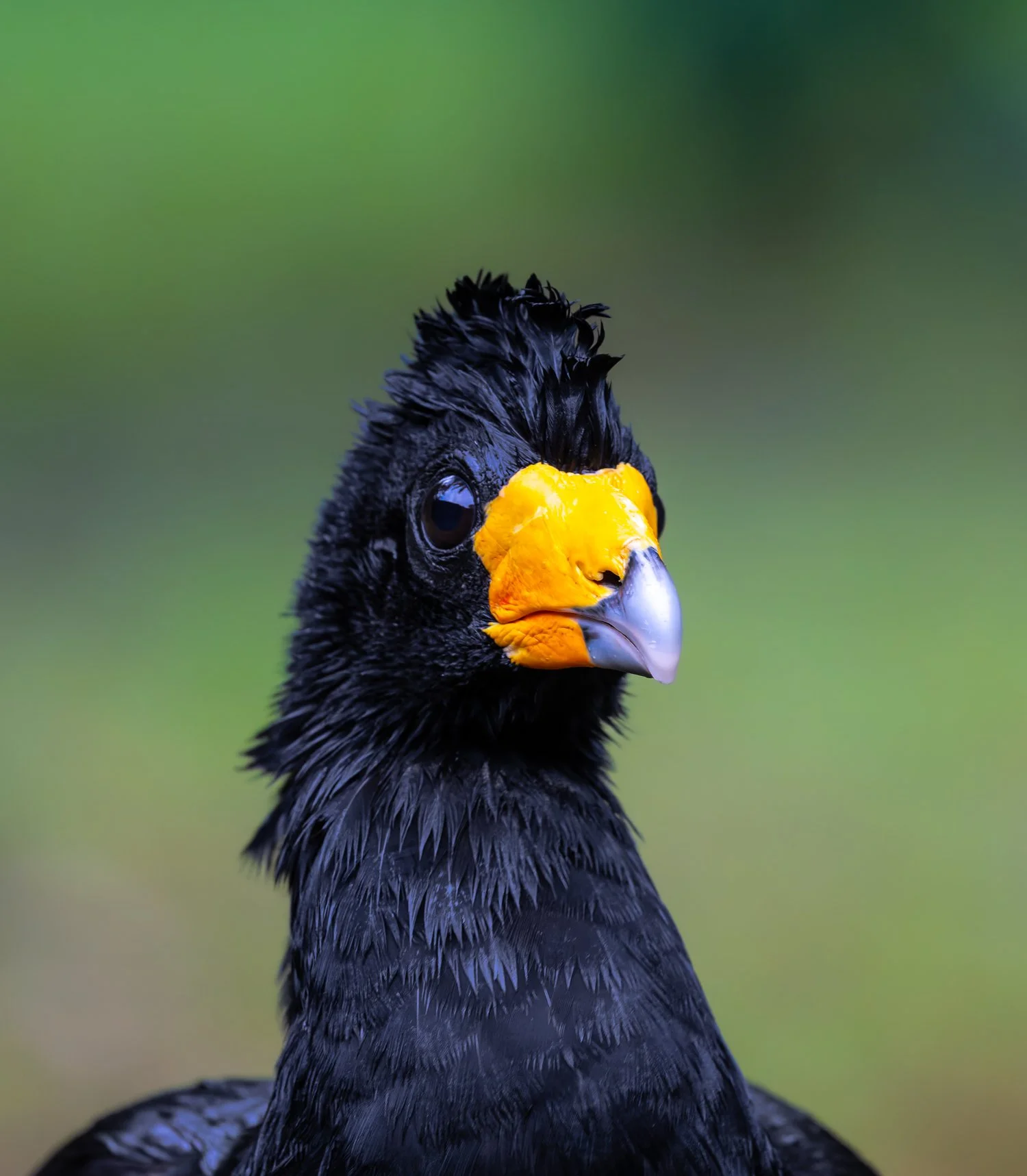 Black Currasow //
Nikon Z8 & 600PF //
600mm ƒ/6.3 1/250