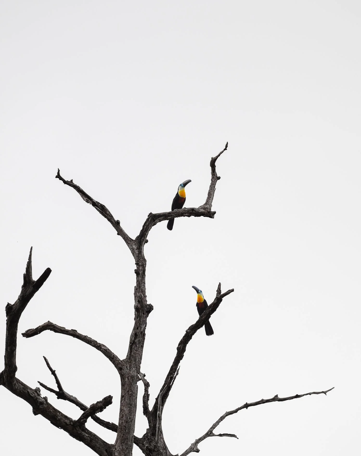Channel-Billed Toucans //
Nikon Z8 & 600PF //
600mm ƒ/6.3 1/1600