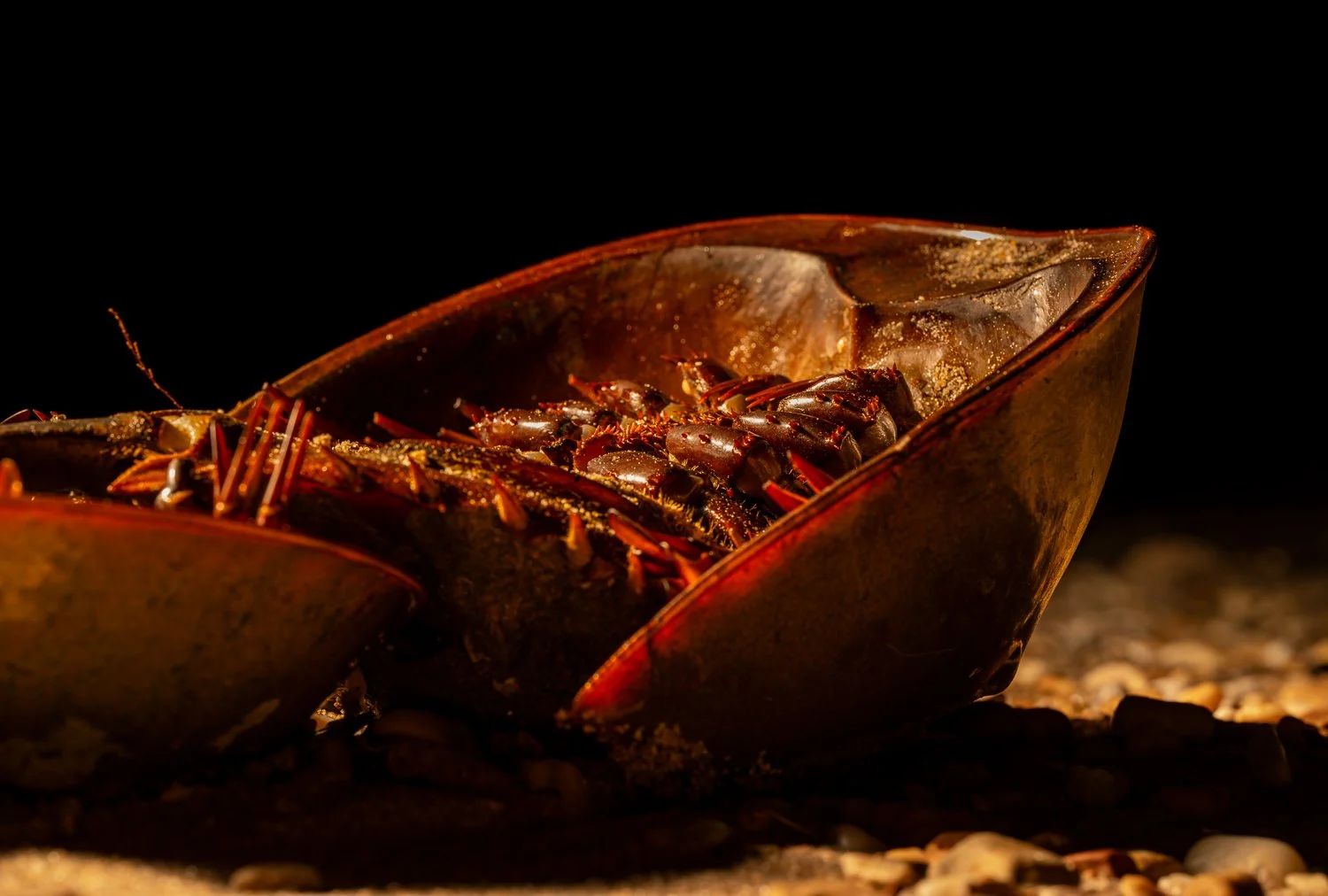 Horseshoe Crab //
Nikon Z8 & 105MC //
105mm ƒ/11 1/100