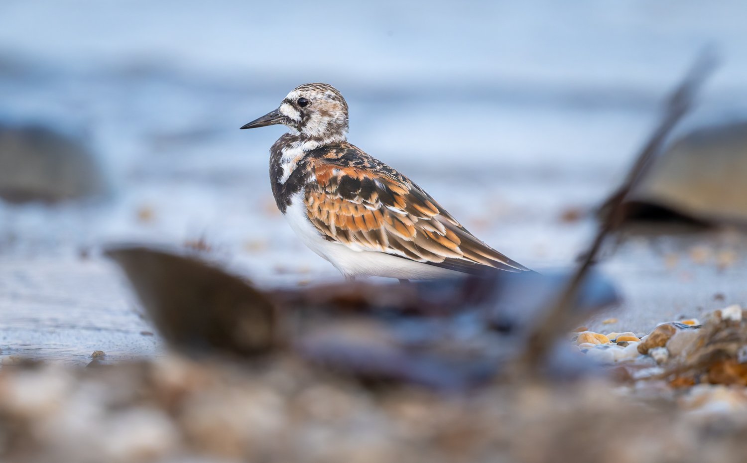 Ruddy Turnstone //
Nikon Z8 & 600PF //
600mm ƒ/6.3 1/1000