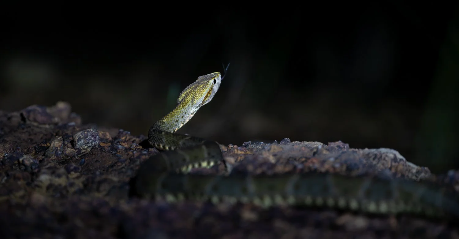 Common Lancehead //
Nikon Z8 & 600PF //
600mm ƒ/6.3 1/40