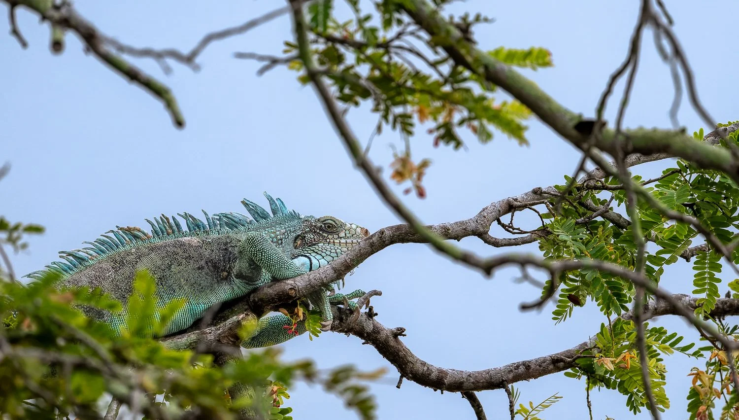 Green Iguana //
Nikon Z8 & 600PF //
600mm ƒ/6.3 1/100
