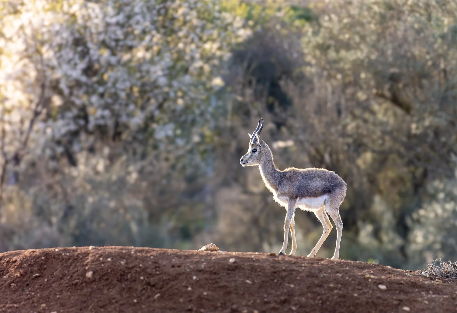 Mountain Gazelle //
Israel //
Canon R7 & RF 100-400 //
400mm ƒ/8 1/1250